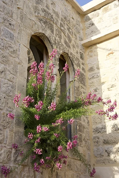 beyt-eljabal-guesthouse
